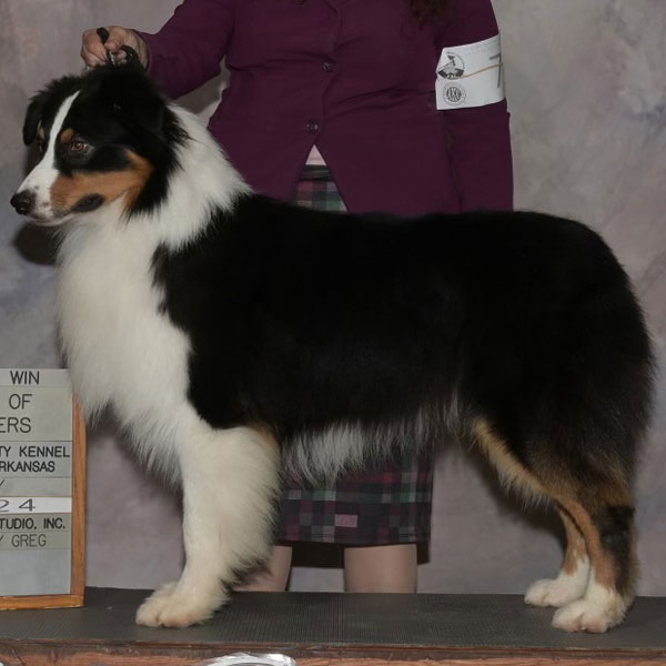 Pax - AKC Australian Shepherd